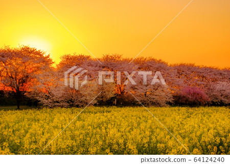 Satte Gongendo Sakuratsutsumi被夕陽照亮 64124240