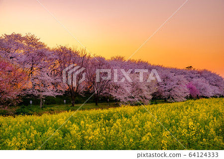 Satte Gongendo Sakuratsutsumi illuminated by the setting sun 64124333