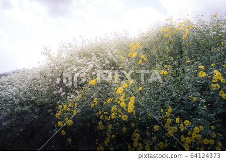 Chrysanthemum Field 64124373