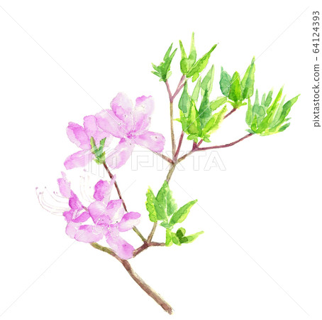 Watercolor material Azalea Kobanomitsubatsuji Hanae Spring April 64124393