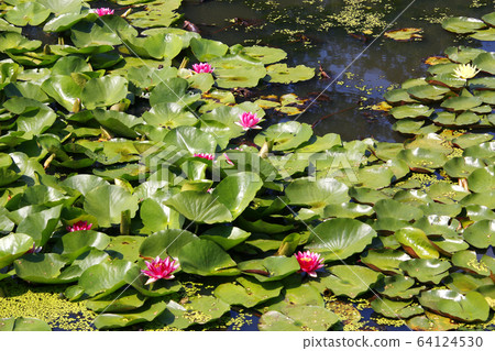 睡蓮睡蓮睡蓮睡蓮睡蓮睡蓮 睡蓮睡蓮睡蓮睡蓮睡蓮睡蓮 64124530