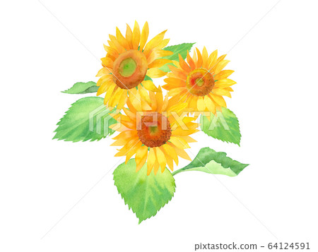 夏季花卉:向日葵水彩插圖跟踪矢量 夏季花卉:向日葵水彩插圖跟踪矢量 64124591