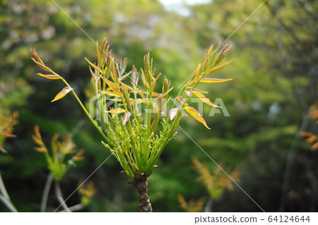 Sprout of bud Sprout of bud 64124644