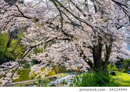 Yumura Onsen, with its cherry blossoms in full bloom 64124944