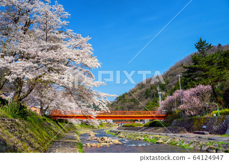 湯村溫泉,櫻花盛開 湯村溫泉,櫻花盛開 64124947