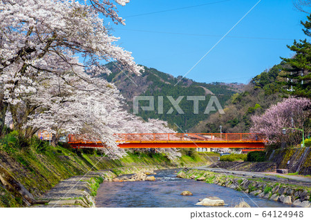 Yumura Onsen, with its cherry blossoms in full bloom 64124948