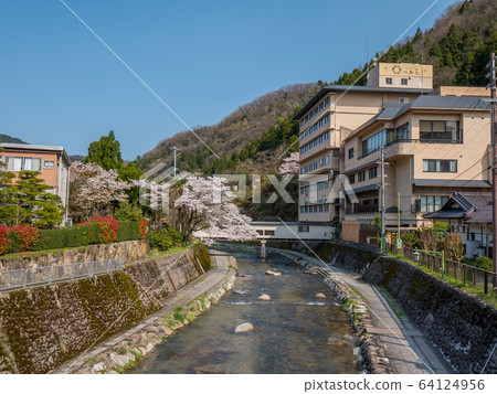 Yumura Onsen, with its cherry blossoms in full bloom 64124956