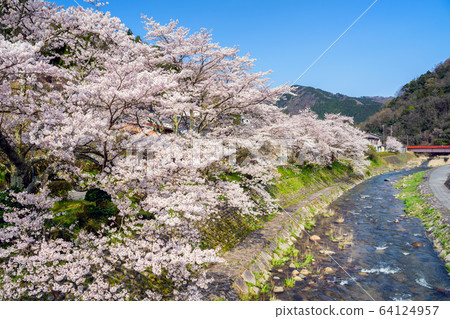 湯村溫泉，櫻花盛開 64124957