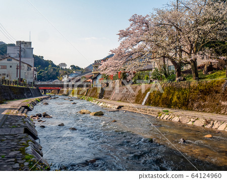 Yumura Onsen, with its cherry blossoms in full bloom 64124960