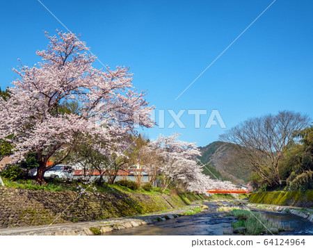 Yumura Onsen, with its cherry blossoms in full bloom 64124964