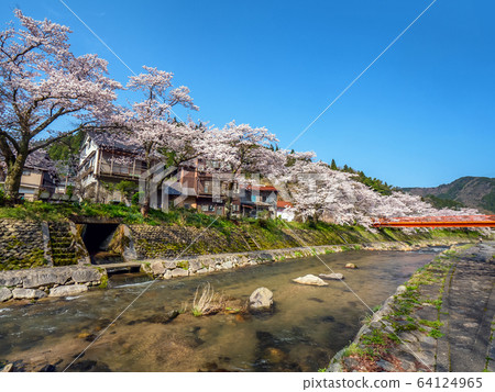 Yumura Onsen, with its cherry blossoms in full bloom 64124965