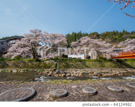 Yumura Onsen, with its cherry blossoms in full bloom 64124982