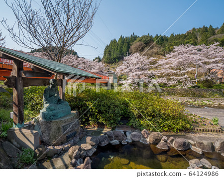 Yumura Onsen, with its cherry blossoms in full bloom 64124986