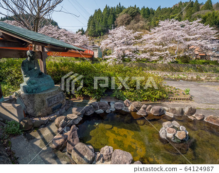 湯村溫泉，櫻花盛開 64124987