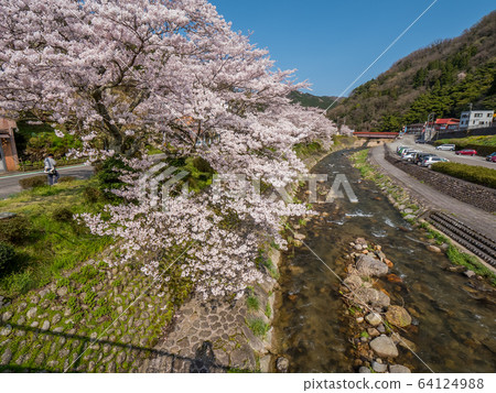 湯村溫泉,櫻花盛開 湯村溫泉,櫻花盛開 64124988
