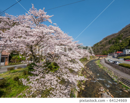 Yumura Onsen, with its cherry blossoms in full bloom 64124989