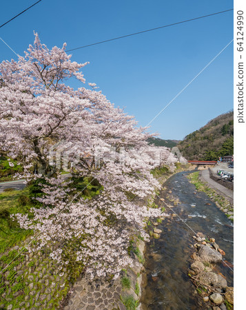Yumura Onsen, with its cherry blossoms in full bloom 64124990