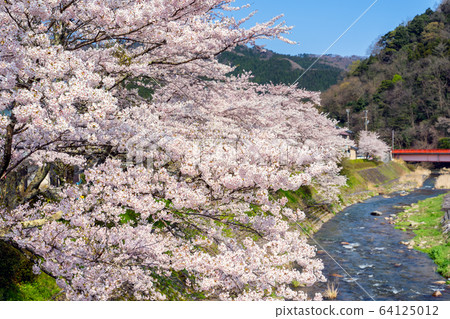 Yumura Onsen, with its cherry blossoms in full bloom 64125012