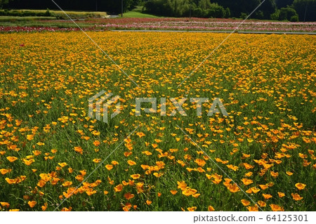 小野市罌粟快樂廣場的罌粟花園 64125301