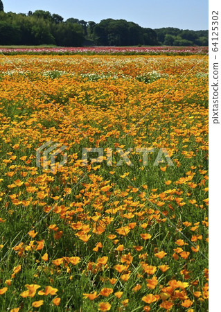 小野罌粟快樂廣場花場 64125302