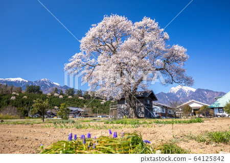 竹川一棵櫻花樹 64125842