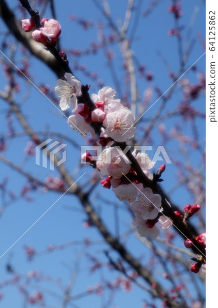 Fruit: Apricot flower: Yamadaike Park 64125862