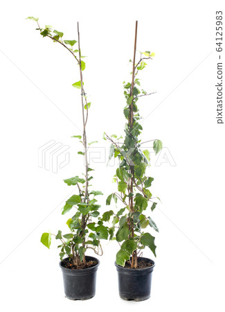 Ivy, Hedera canariensis Ivy, Hedera canariensis 64125983