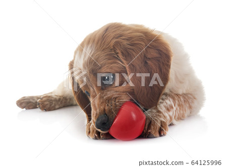puppy brittany spaniel puppy brittany spaniel 64125996