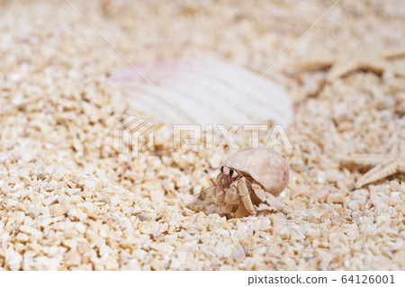 Hermit crab on the sandy beach 64126001