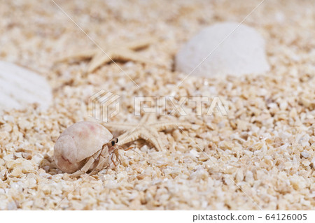 Hermit crab on the sandy beach 64126005