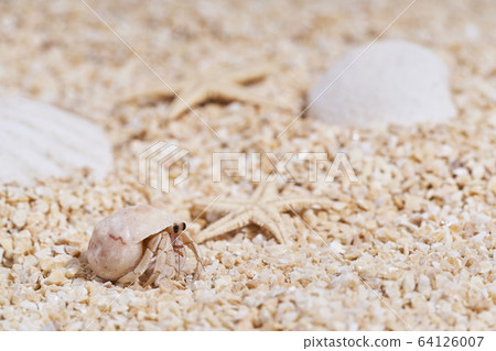 Hermit crab on the sandy beach Hermit crab on the sandy beach 64126007