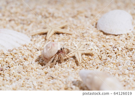 Hermit crab on the sandy beach Hermit crab on the sandy beach 64126019