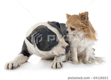 staffordshire bull terrier and chihuahua staffordshire bull terrier and chihuahua 64126021