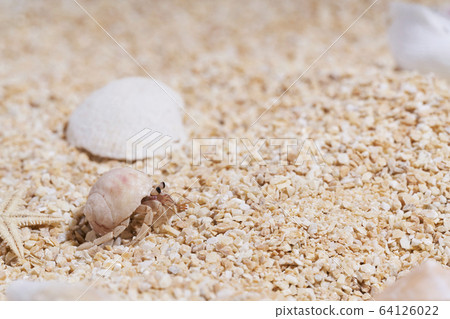 寄居蟹在沙灘上 64126022