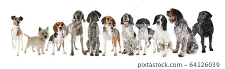 hunting dogs in studio 64126039