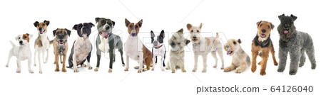 group of terrier 64126040