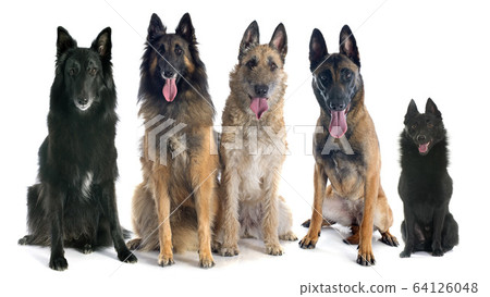 five belgian shepherds 64126048