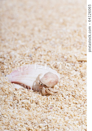 Hermit crab on the sandy beach Hermit crab on the sandy beach 64126065