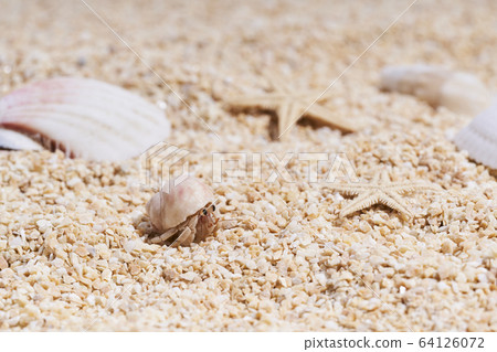 Hermit crab on the sandy beach Hermit crab on the sandy beach 64126072