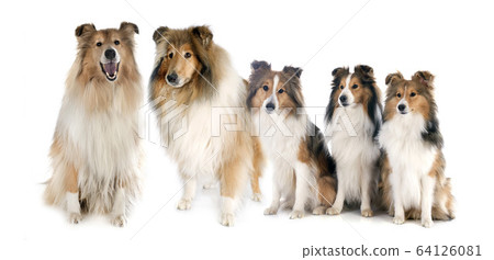 Rough Collies and shetland sheepdogs Rough Collies and shetland sheepdogs 64126081