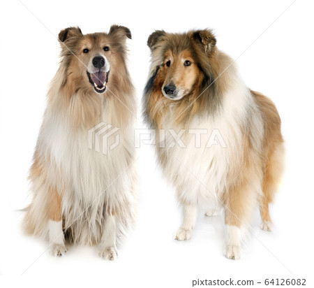 Rough Collies in studio Rough Collies in studio 64126082