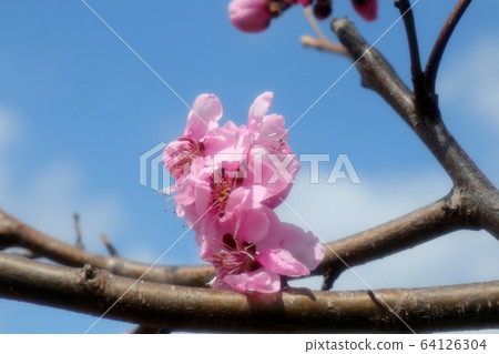 春天的樹花：桃花：淀川河床 64126304