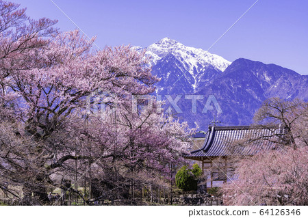 (Yamanashi Prefecture) Cherry blossoms at Jisoji Temple in full bloom (Yamanashi Prefecture) Cherry blossoms at Jisoji Temple in full bloom 64126346