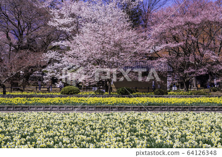 （山梨縣）地藏寺的櫻花 64126348