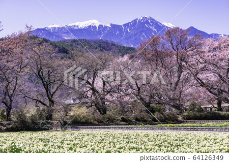 （山梨縣）地藏寺的櫻花 64126349