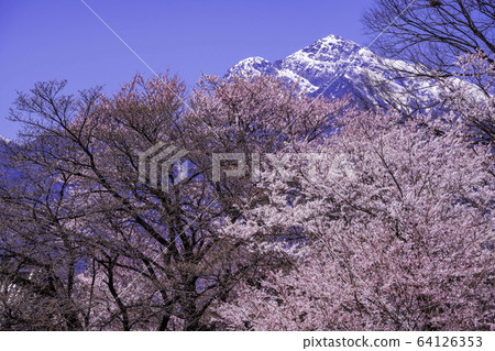 (山梨縣)地藏寺的櫻花 (山梨縣)地藏寺的櫻花 64126353