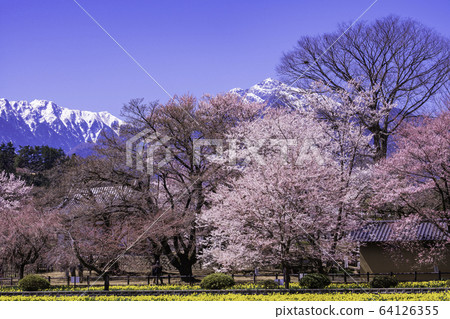 (Yamanashi Prefecture) Cherry blossoms at Jisoji Temple in full bloom (Yamanashi Prefecture) Cherry blossoms at Jisoji Temple in full bloom 64126355
