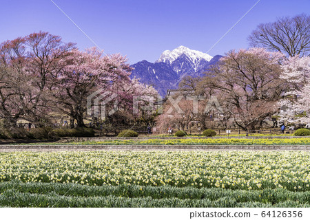 (Yamanashi Prefecture) Cherry blossoms at Jisoji Temple in full bloom 64126356