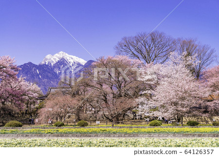 (Yamanashi Prefecture) Cherry blossoms at Jisoji Temple in full bloom 64126357