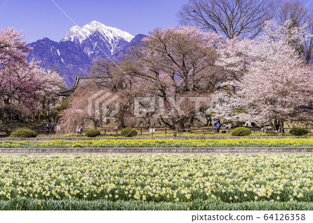 (山梨縣)地藏寺的櫻花 (山梨縣)地藏寺的櫻花 64126358